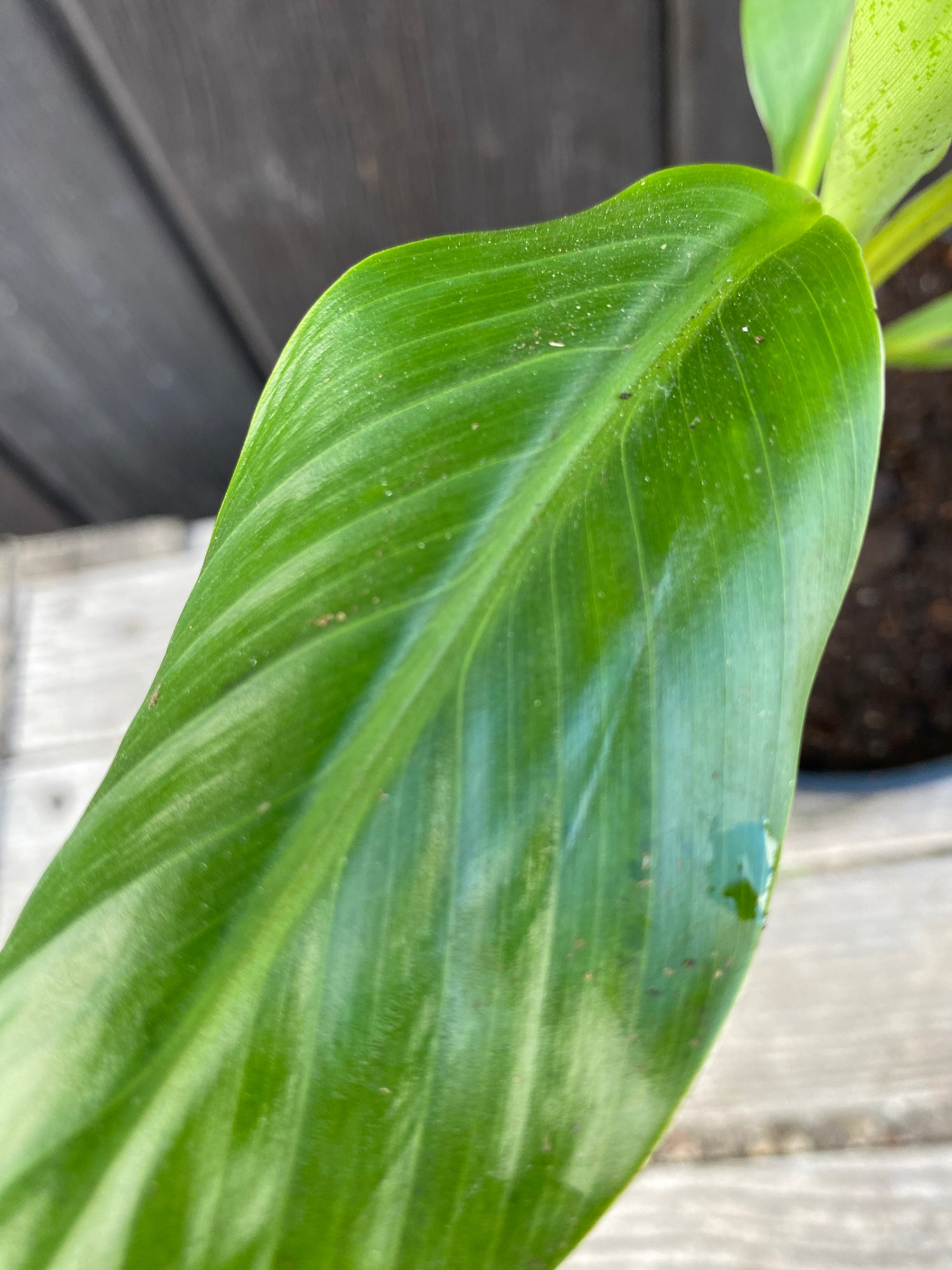 Musa sikkimensis - Darjeeling-Banane