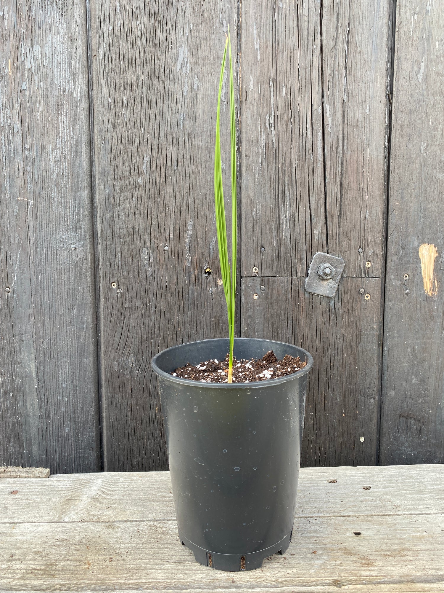 Phoenix theophrasti - Kretische Dattelpalme