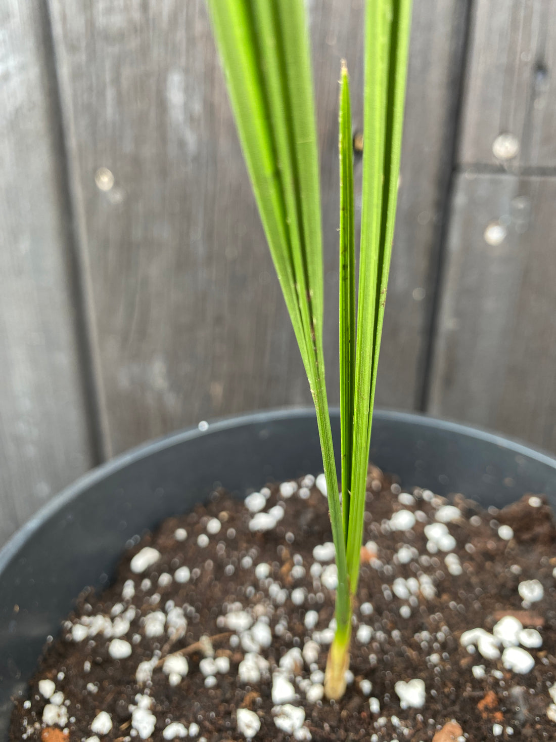 Phoenix theophrasti - Kretische Dattelpalme