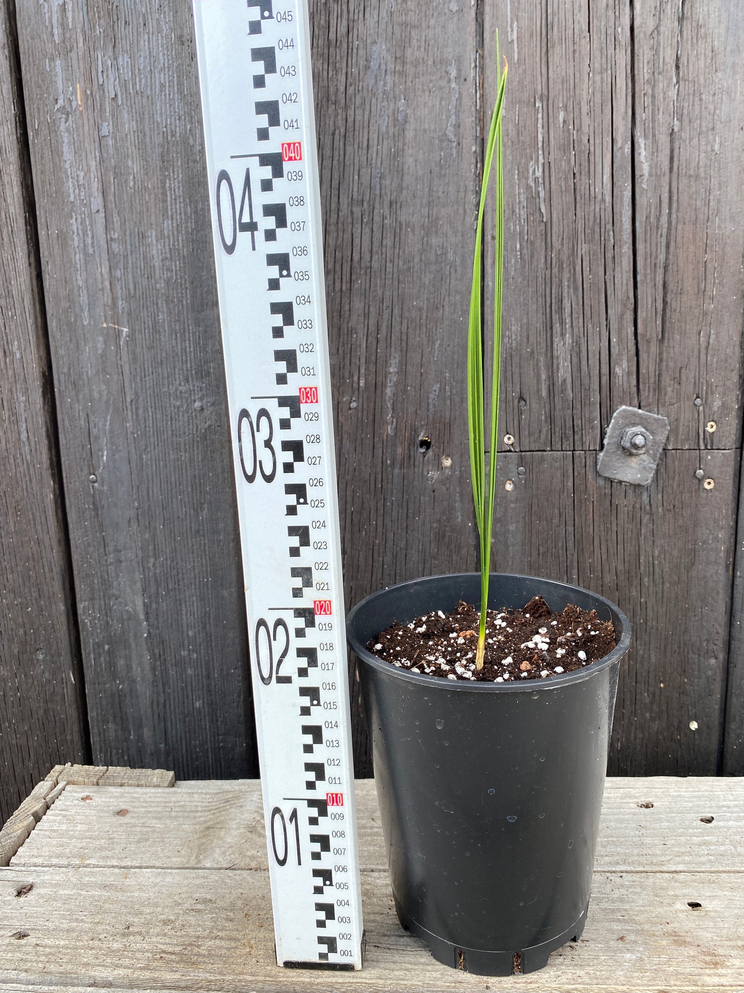 Phoenix theophrasti - Kretische Dattelpalme