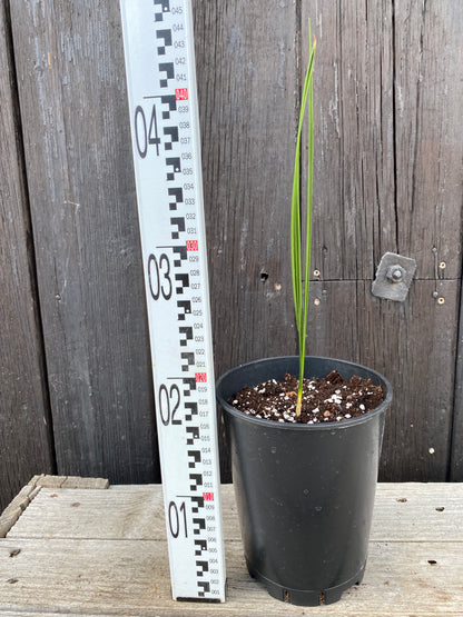 Phoenix theophrasti - Kretische Dattelpalme