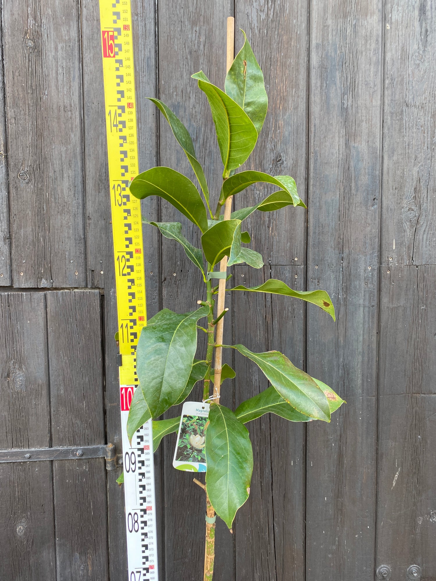 Magnolia grandiflora - Immergrüne Magnolie