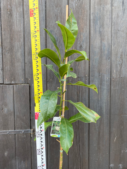 Magnolia grandiflora - Immergrüne Magnolie