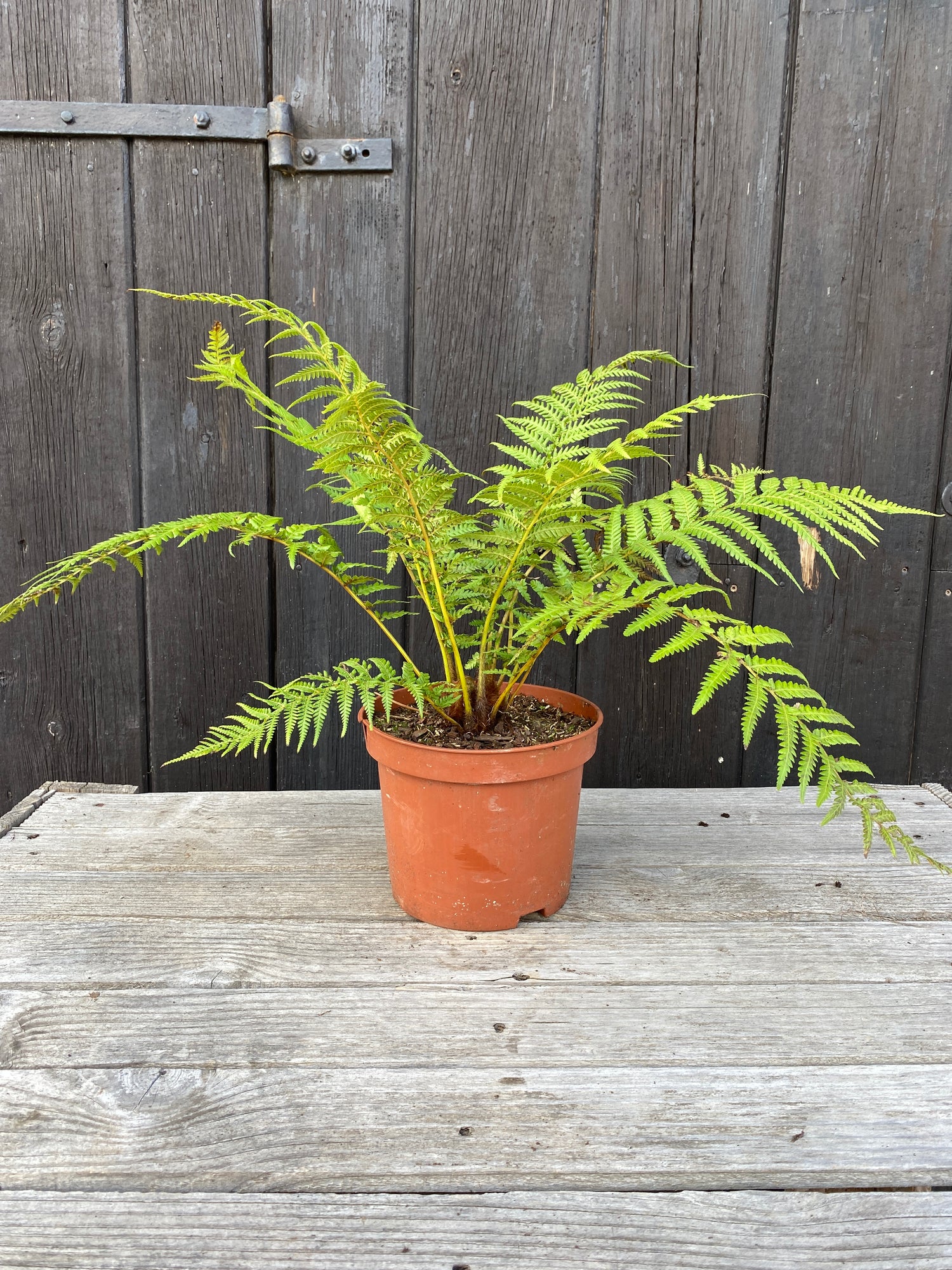 Dicksonia antarctica - Antarktischer Baumfarn aus Freilandzucht
