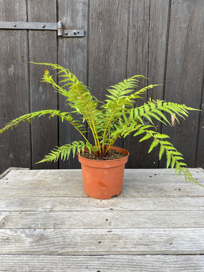 Dicksonia antarctica - Antarktischer Baumfarn aus Freilandzucht