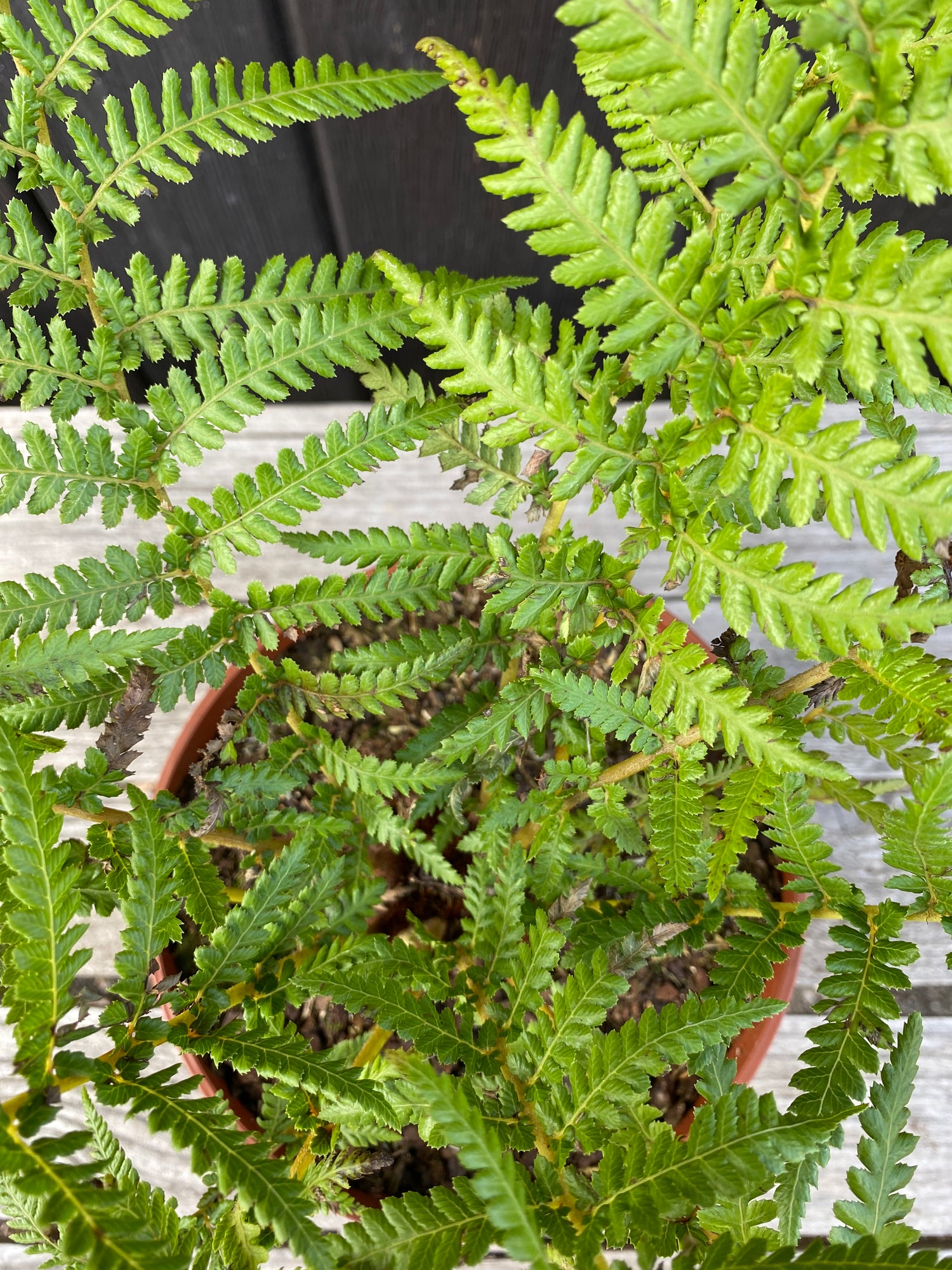 Dicksonia antarctica - Antarktischer Baumfarn aus Freilandzucht