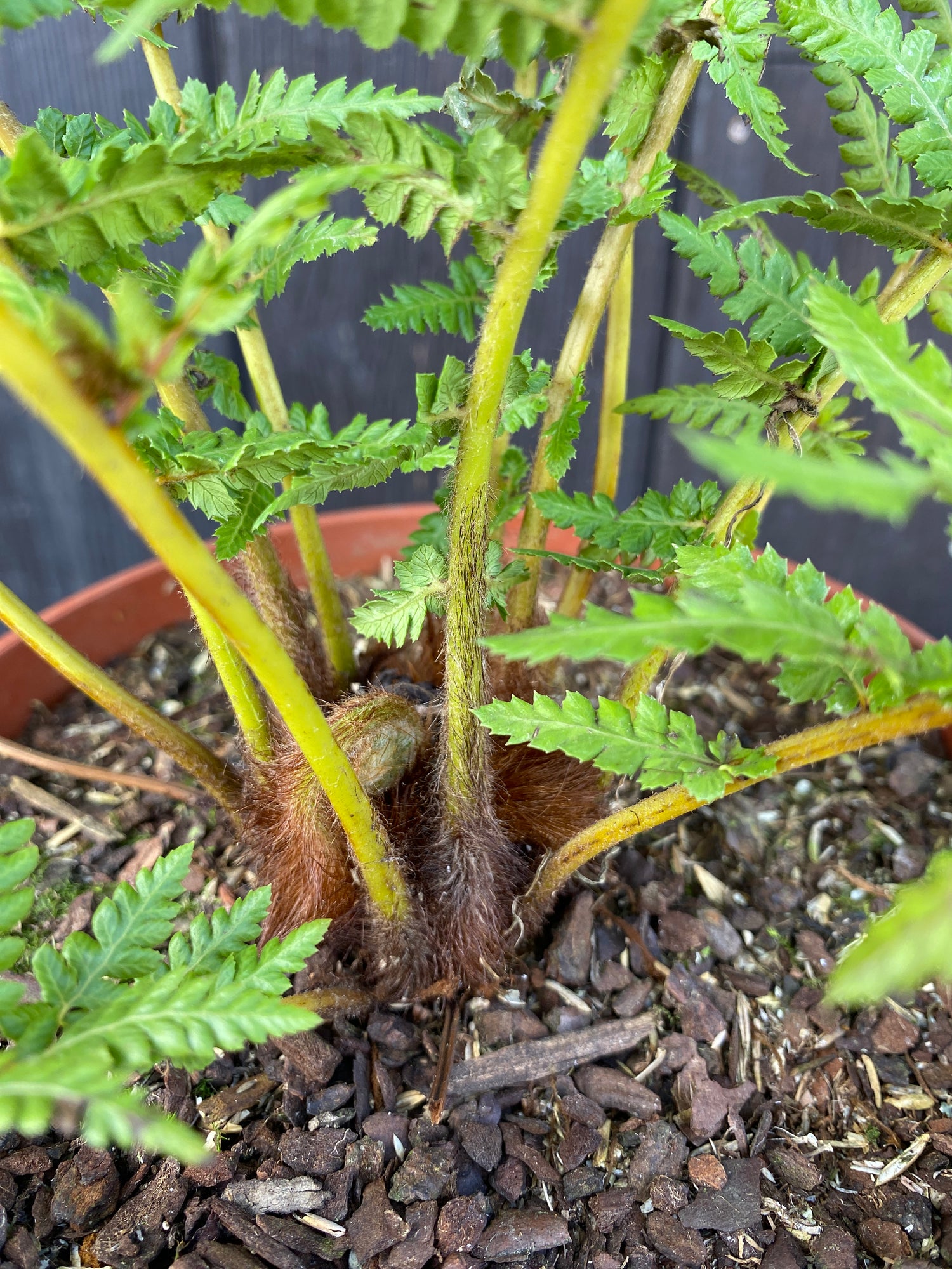 Dicksonia antarctica - Antarktischer Baumfarn aus Freilandzucht