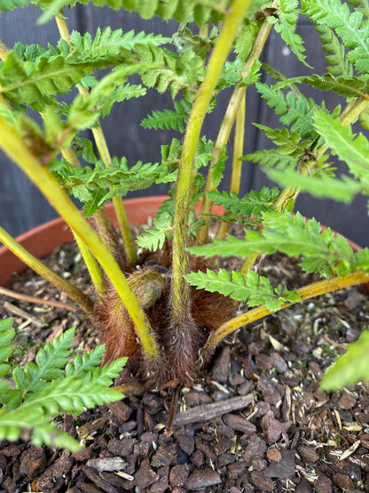 Dicksonia antarctica - Antarktischer Baumfarn aus Freilandzucht