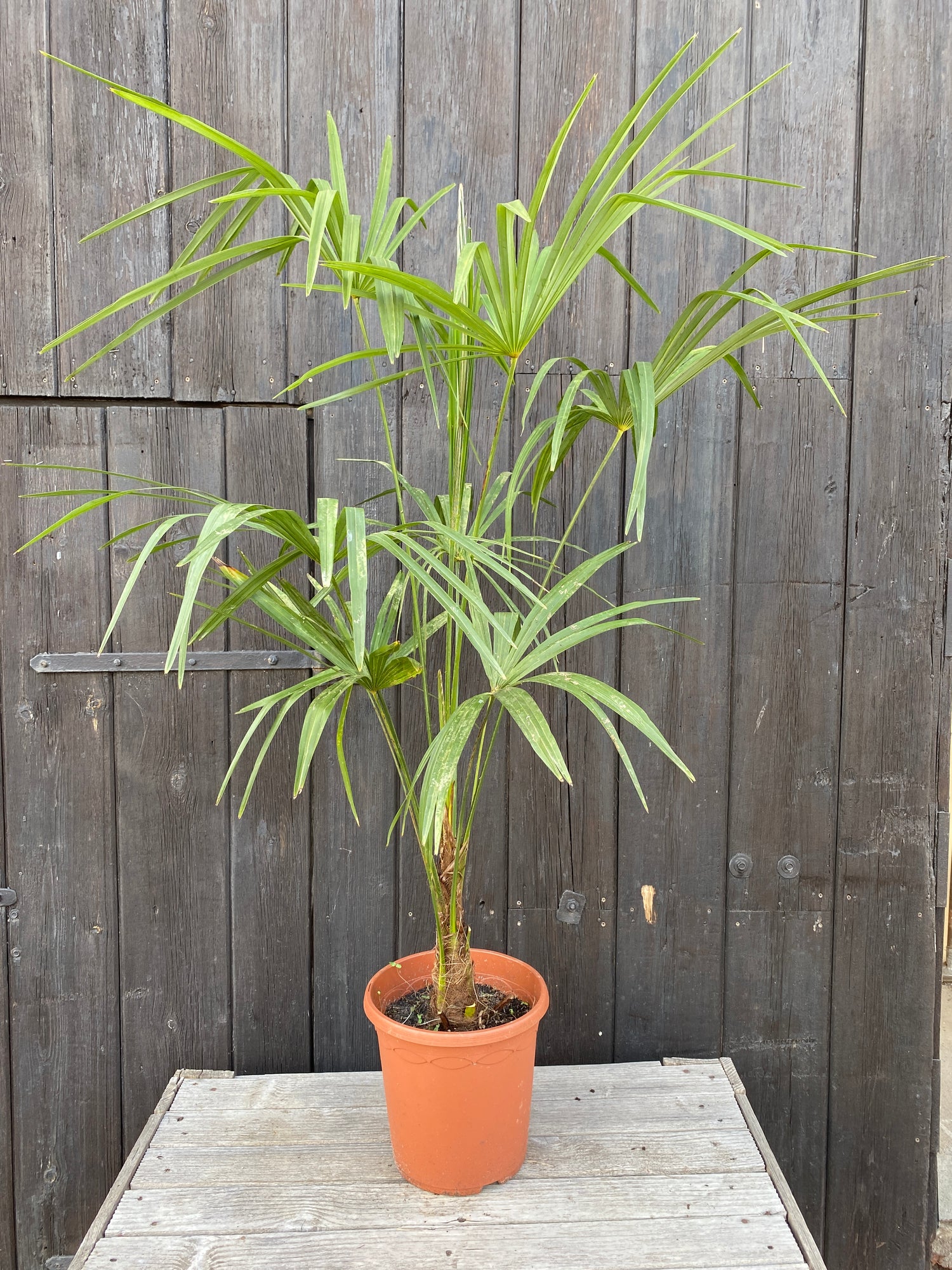 Trachycarpus &