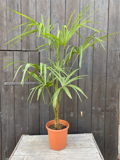 Trachycarpus &