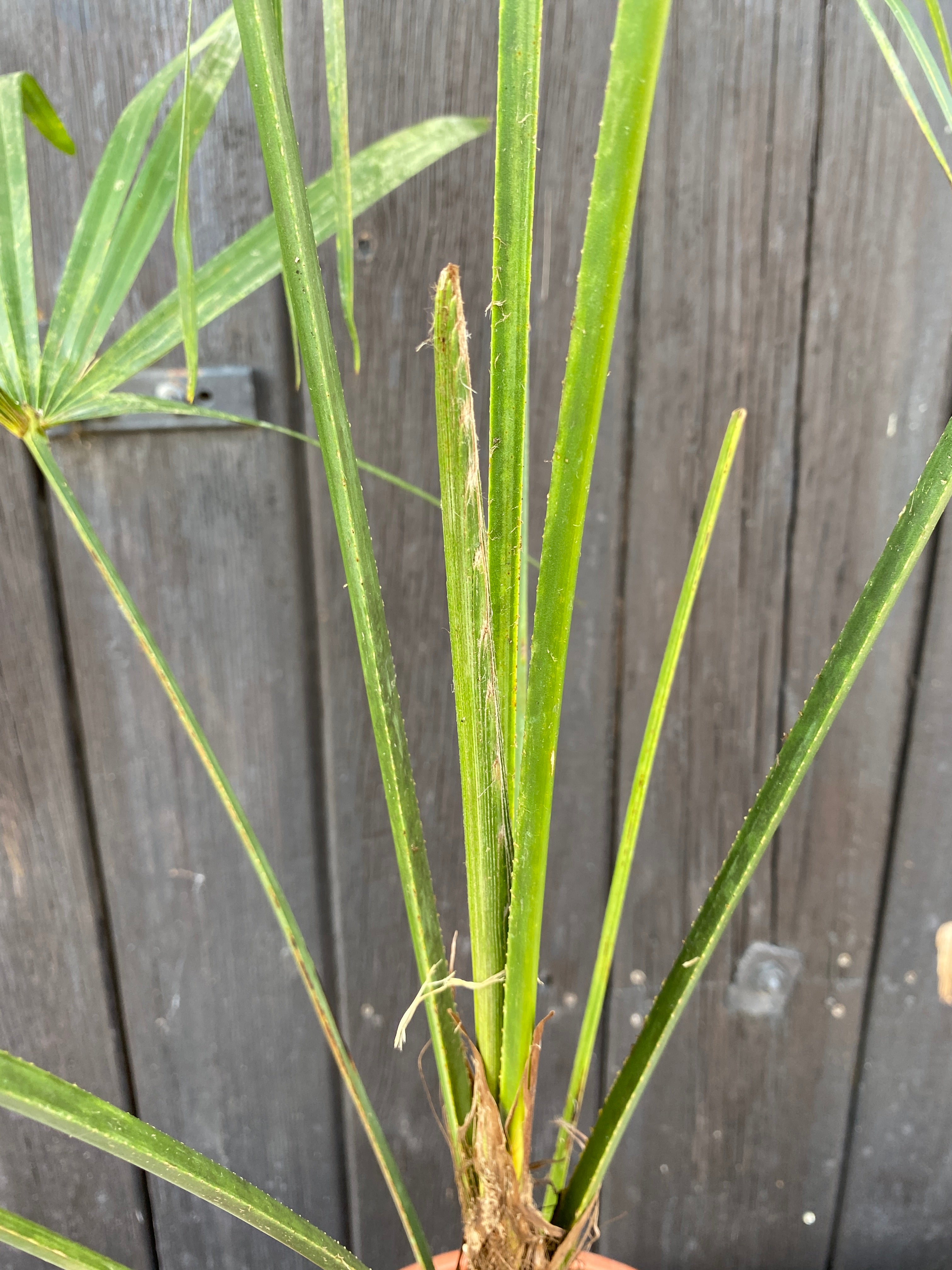 Trachycarpus &
