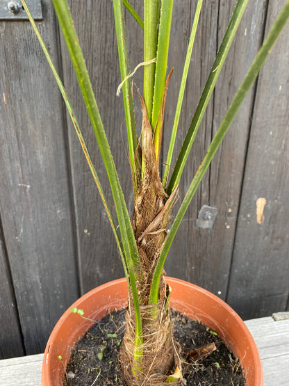 Trachycarpus &