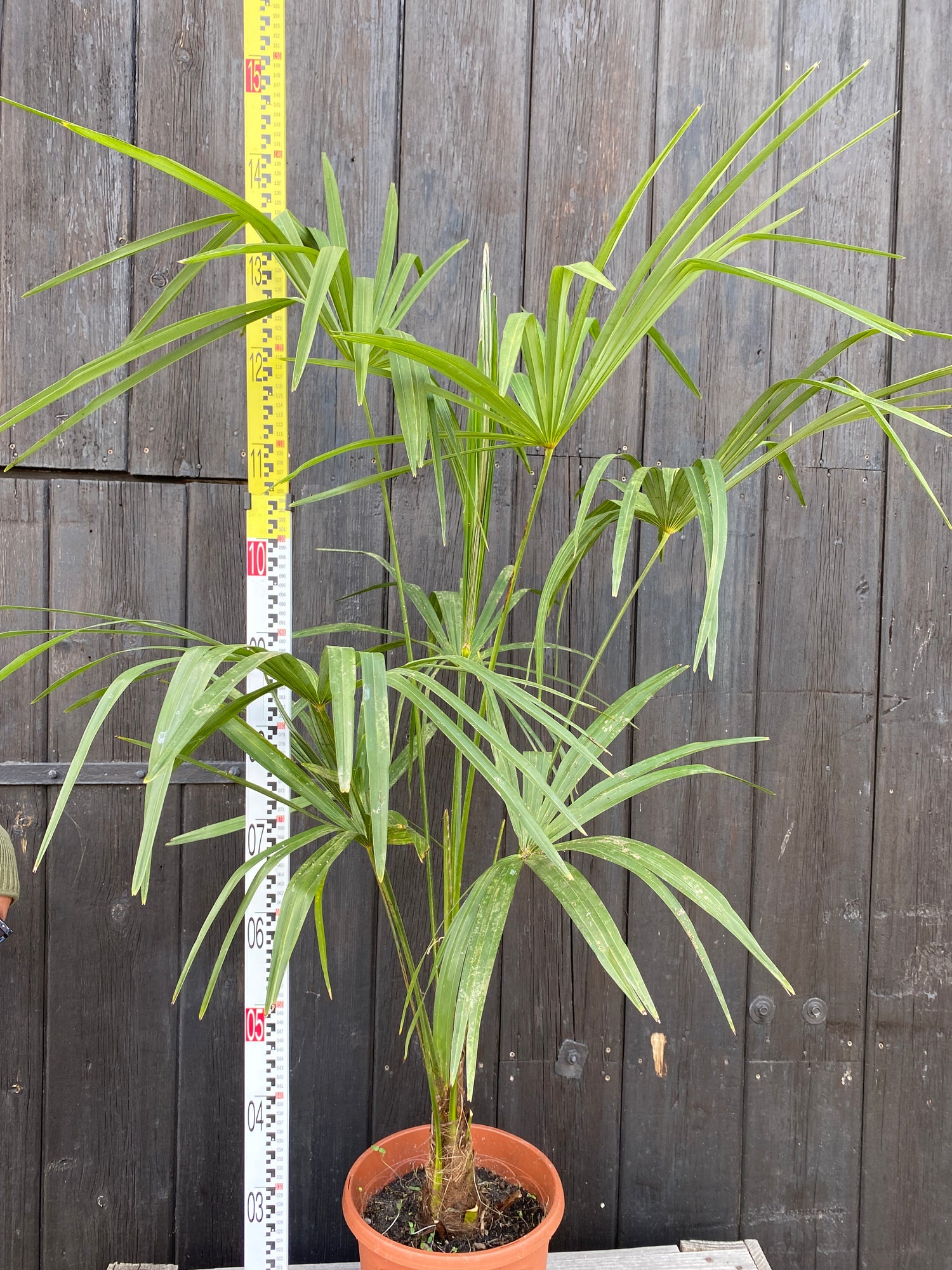 Trachycarpus &