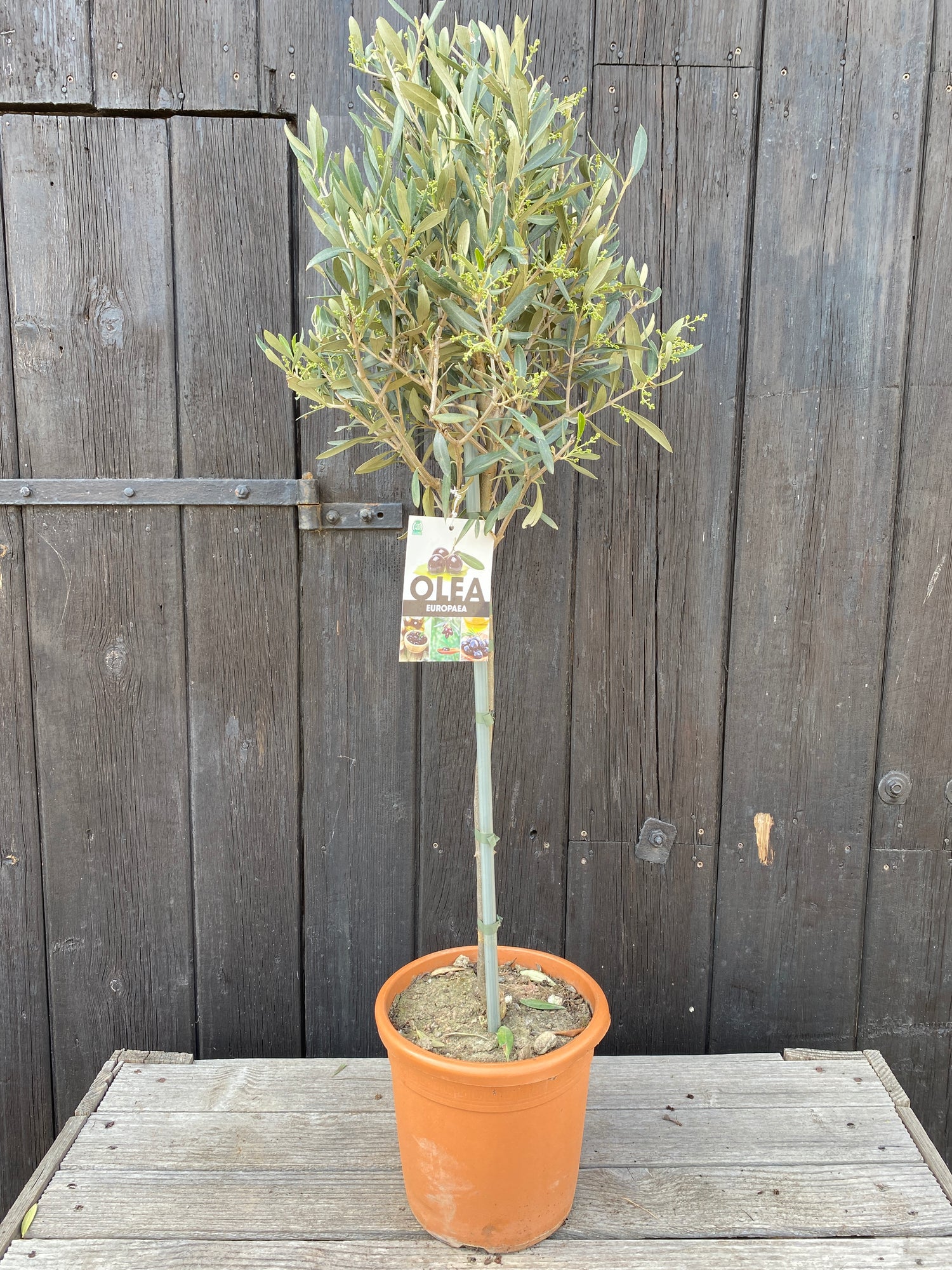Olea europea - Olivenbaum, Ölbaum aus Freilandzucht