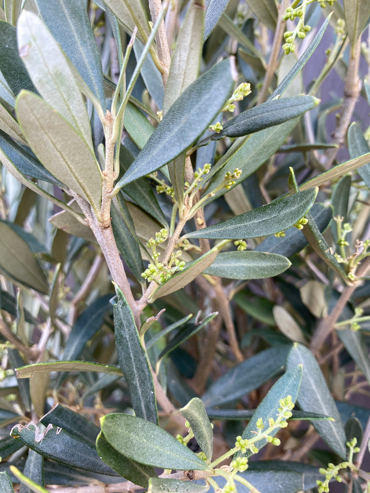 Olea europea - Olivenbaum, Ölbaum aus Freilandzucht