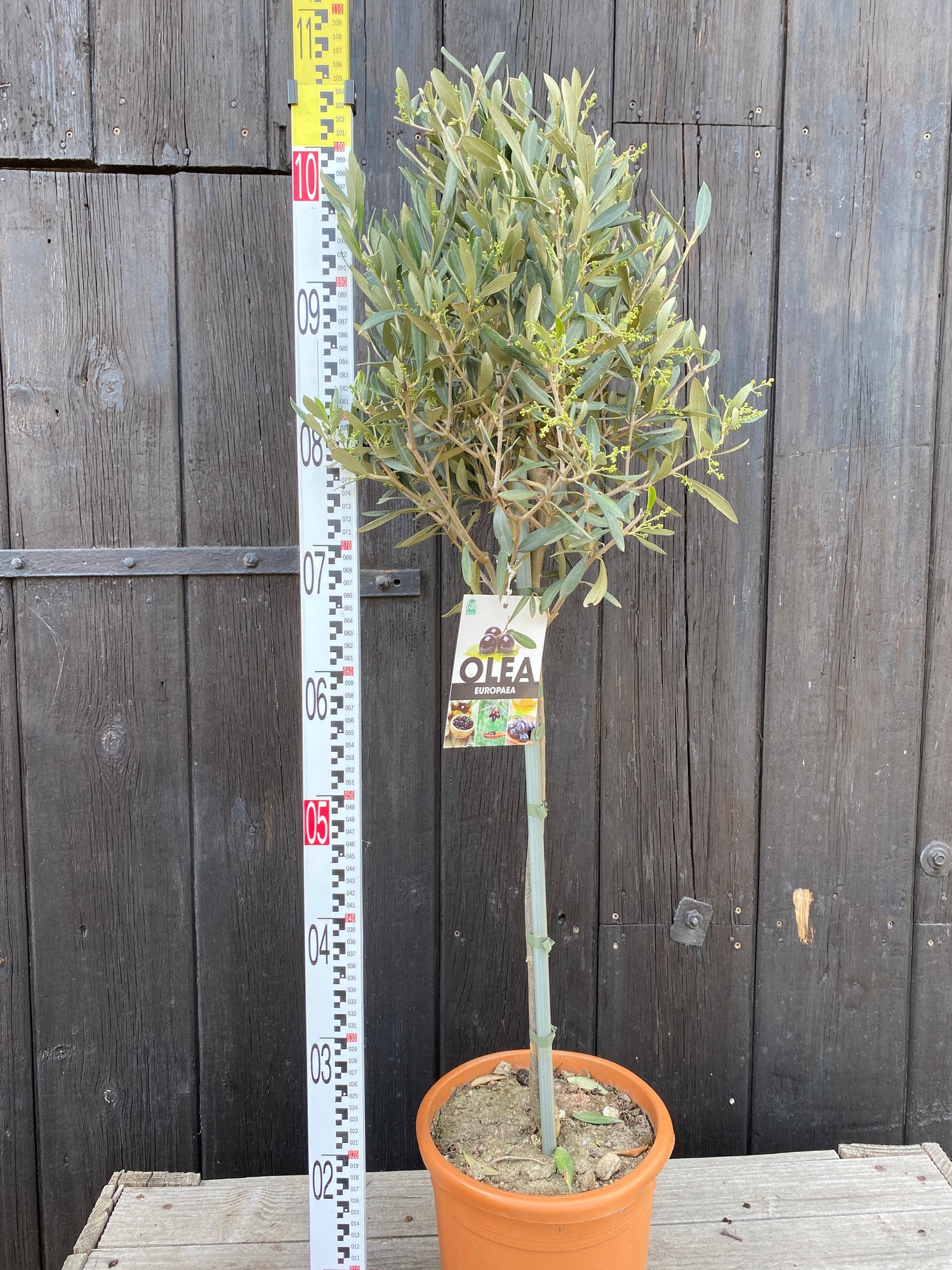 Olea europea - Olivenbaum, Ölbaum aus Freilandzucht