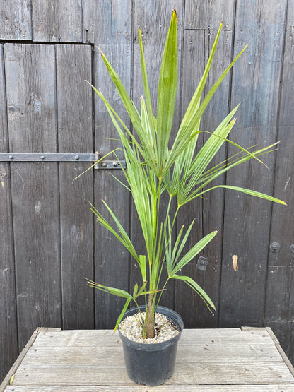 Trachycarpus &