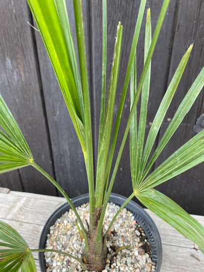 Trachycarpus &
