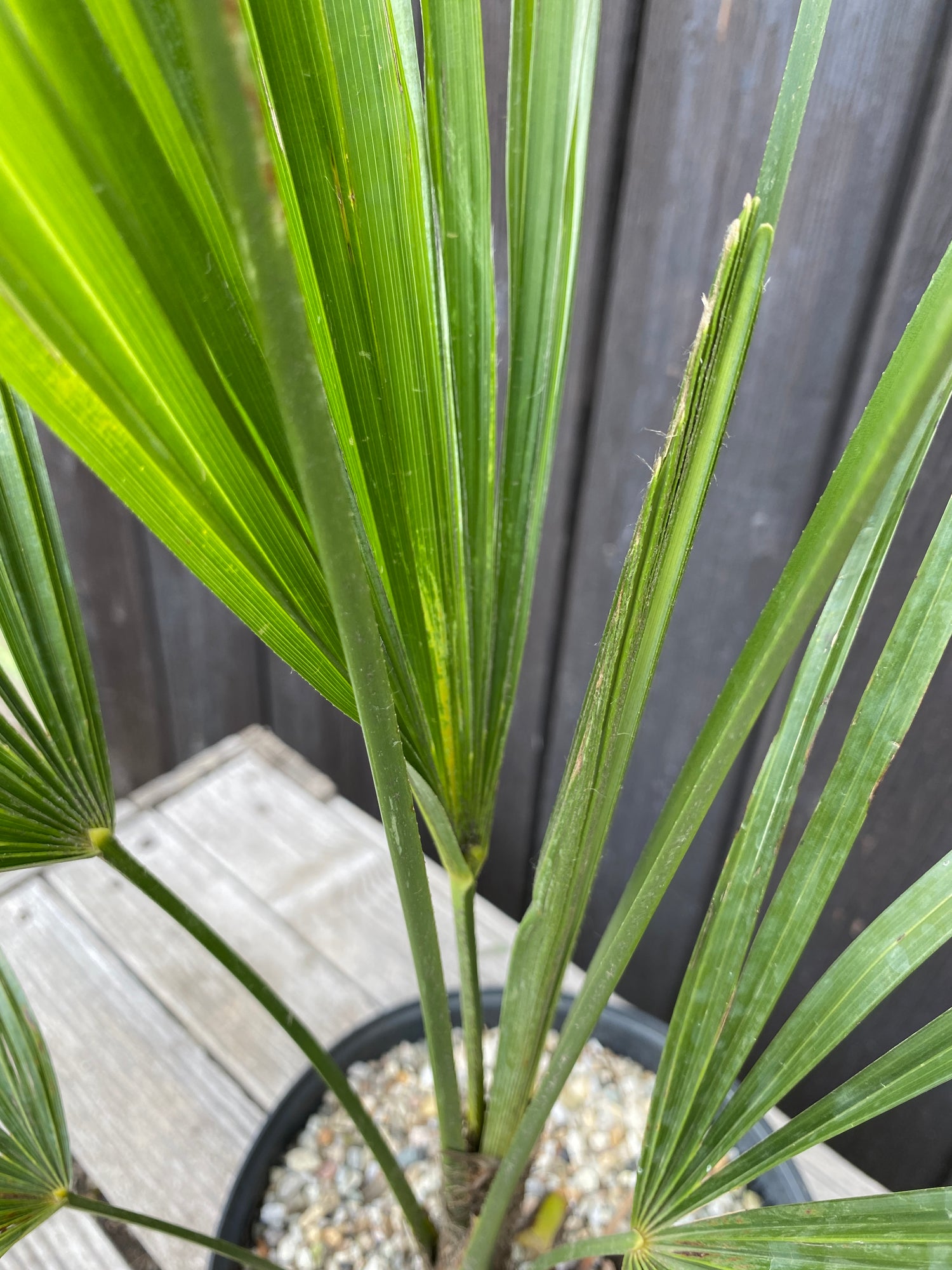 Trachycarpus 'Nainital'