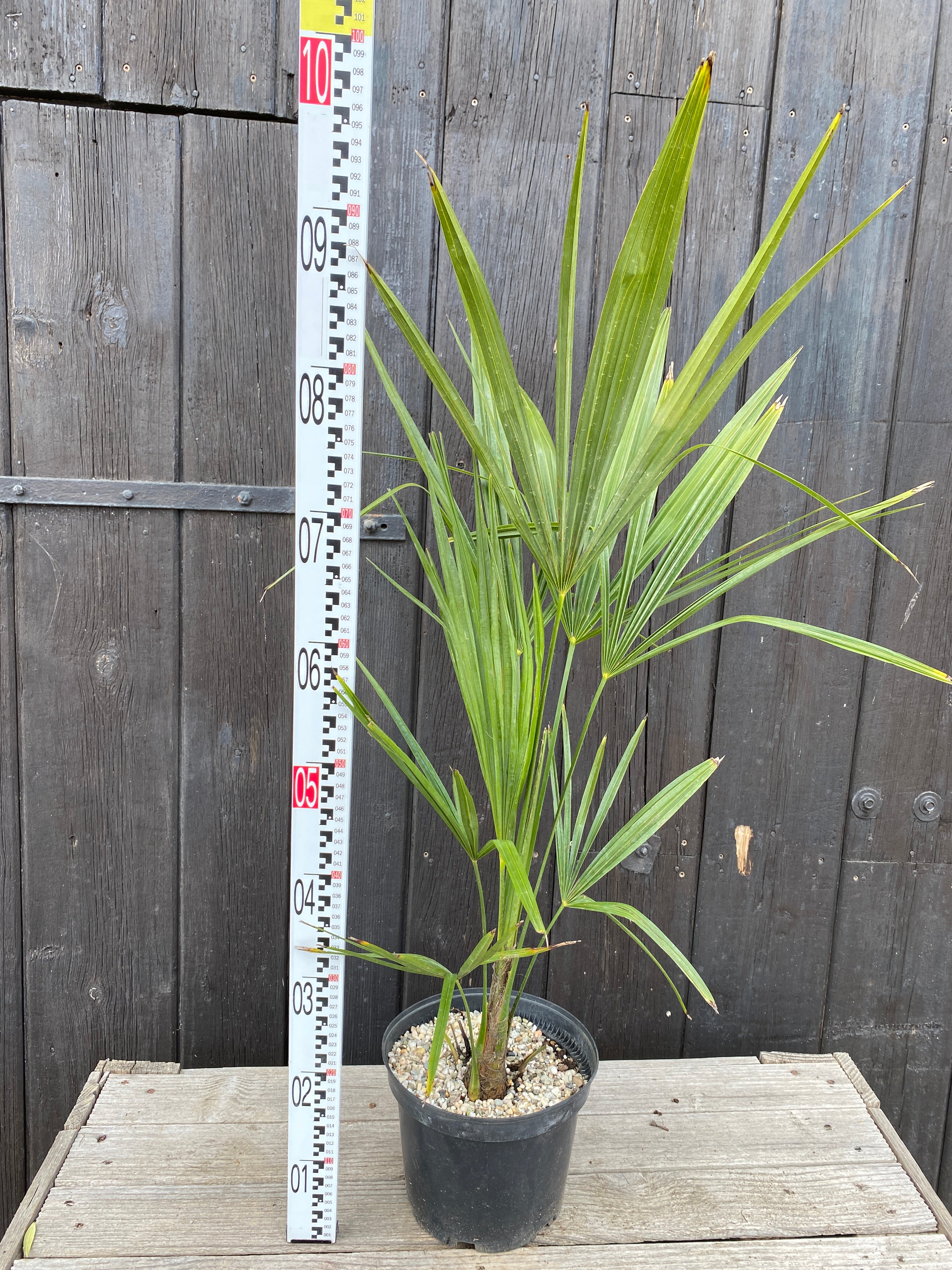 Trachycarpus &