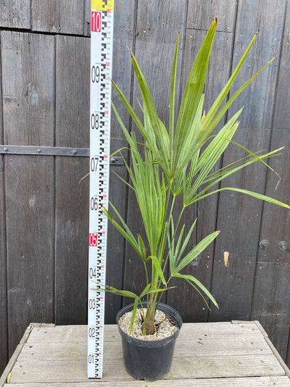 Trachycarpus &
