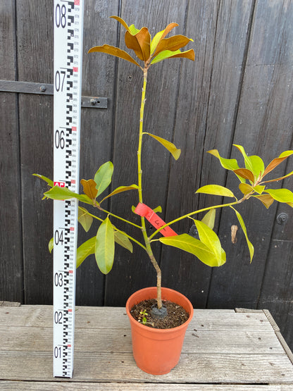 Magnolia grandiflora - Immergrüne Magnolie
