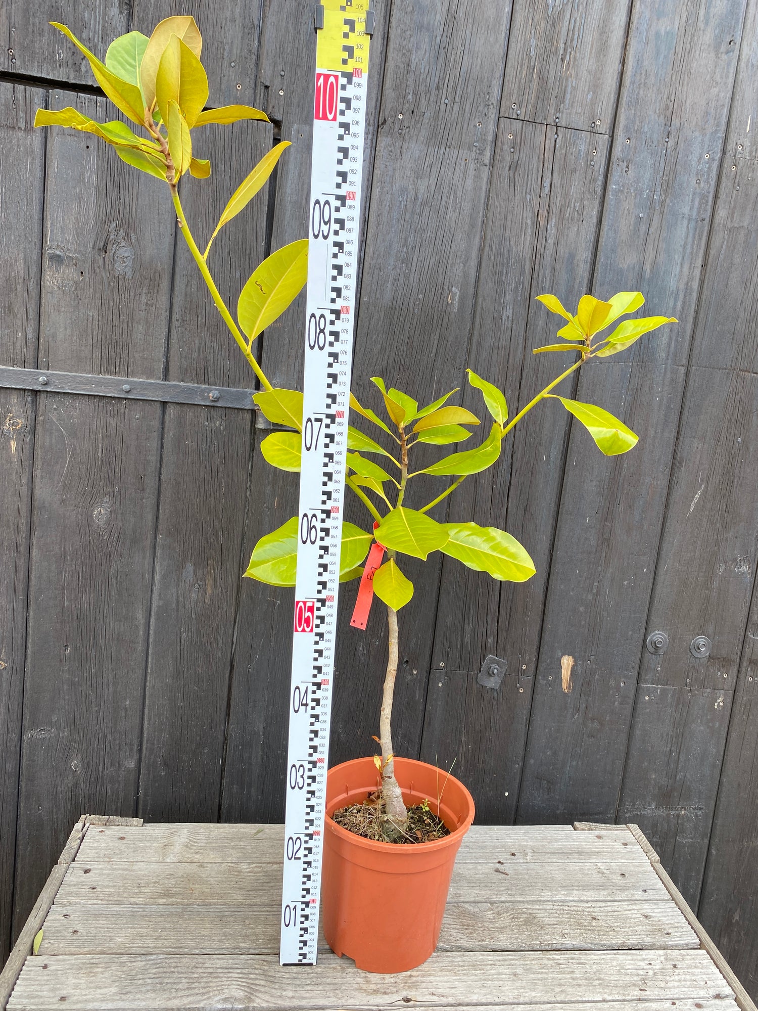 Magnolia grandiflora - Immergrüne Magnolie
