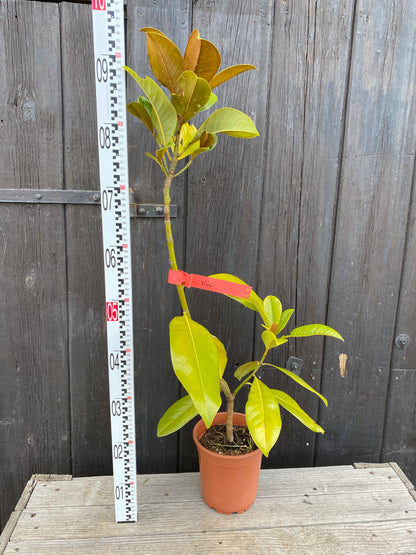Magnolia grandiflora - Immergrüne Magnolie