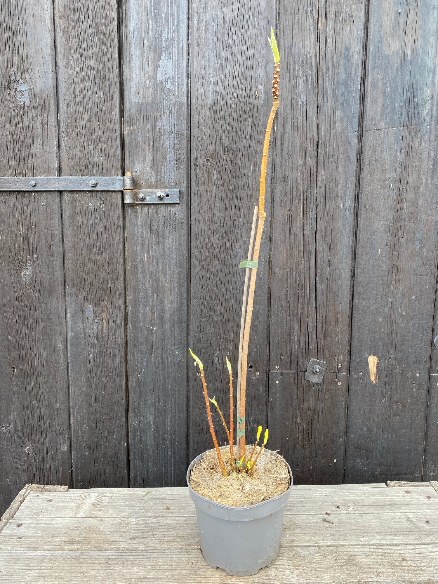 Edgeworthia chrysantha &
