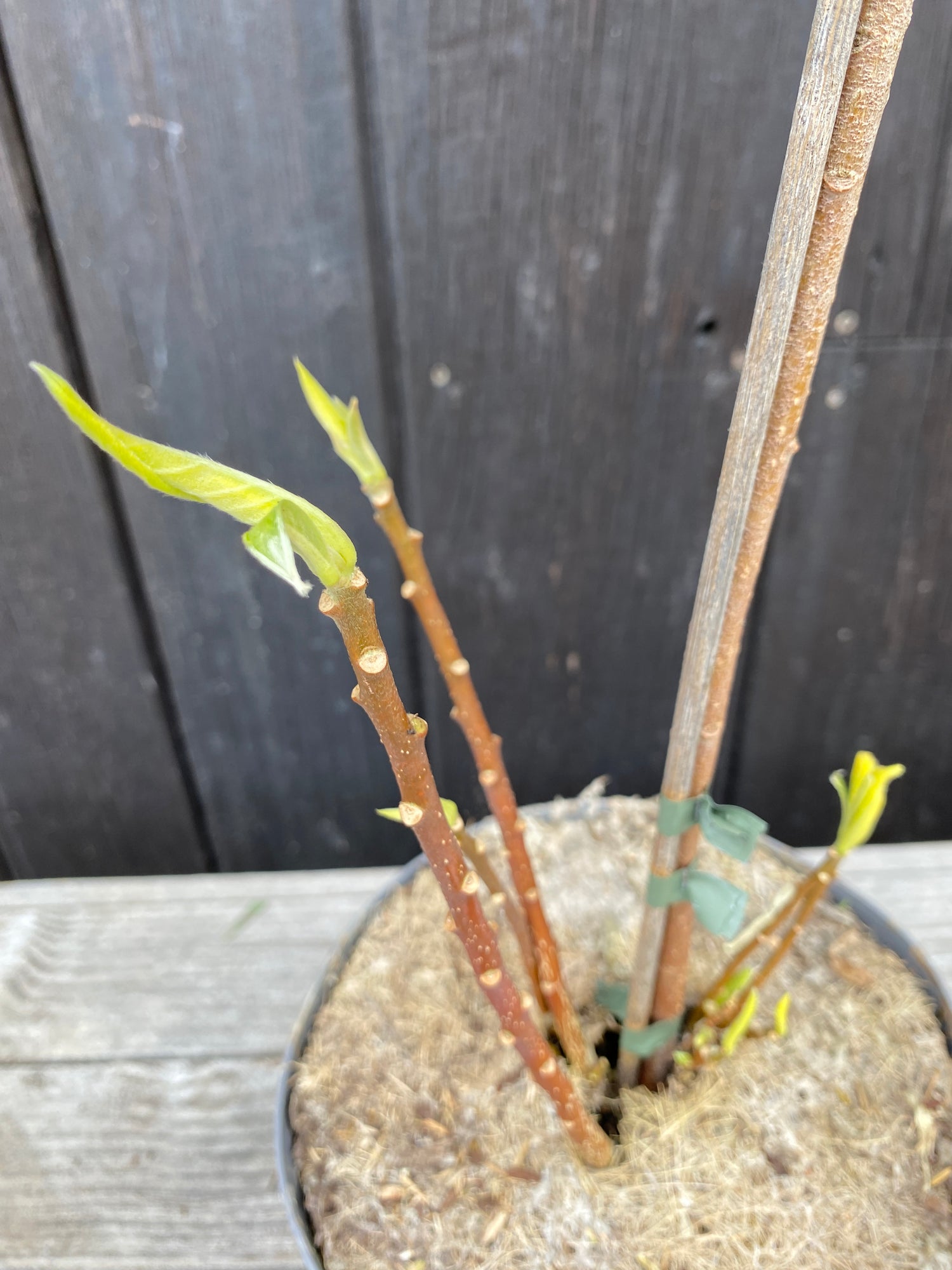 Edgeworthia chrysantha &