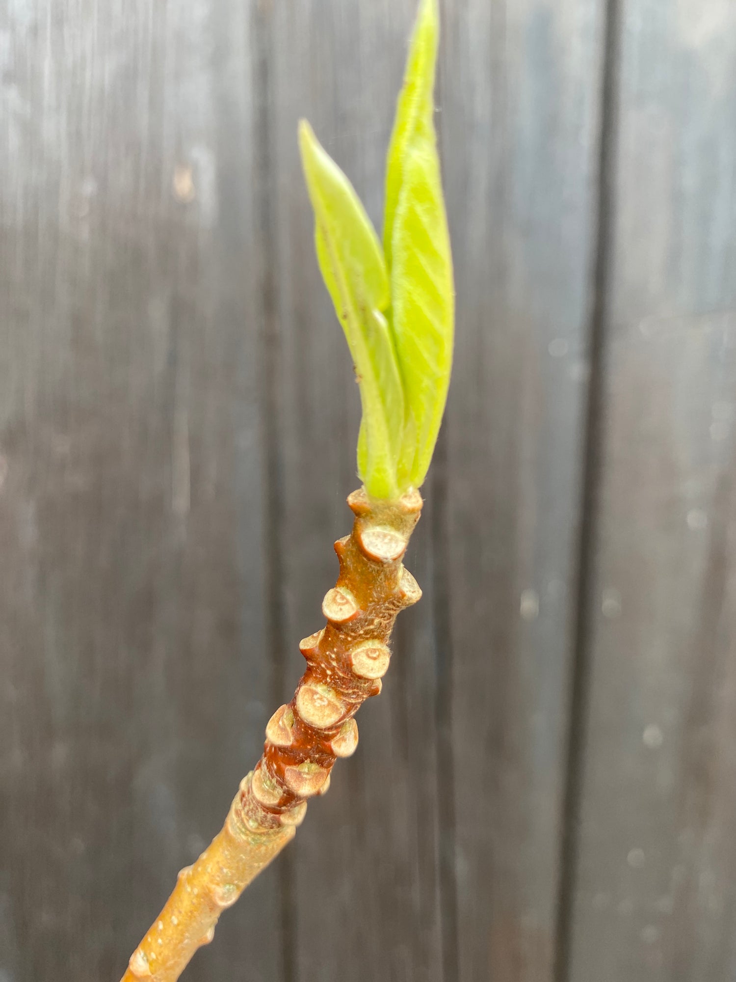 Edgeworthia chrysantha &