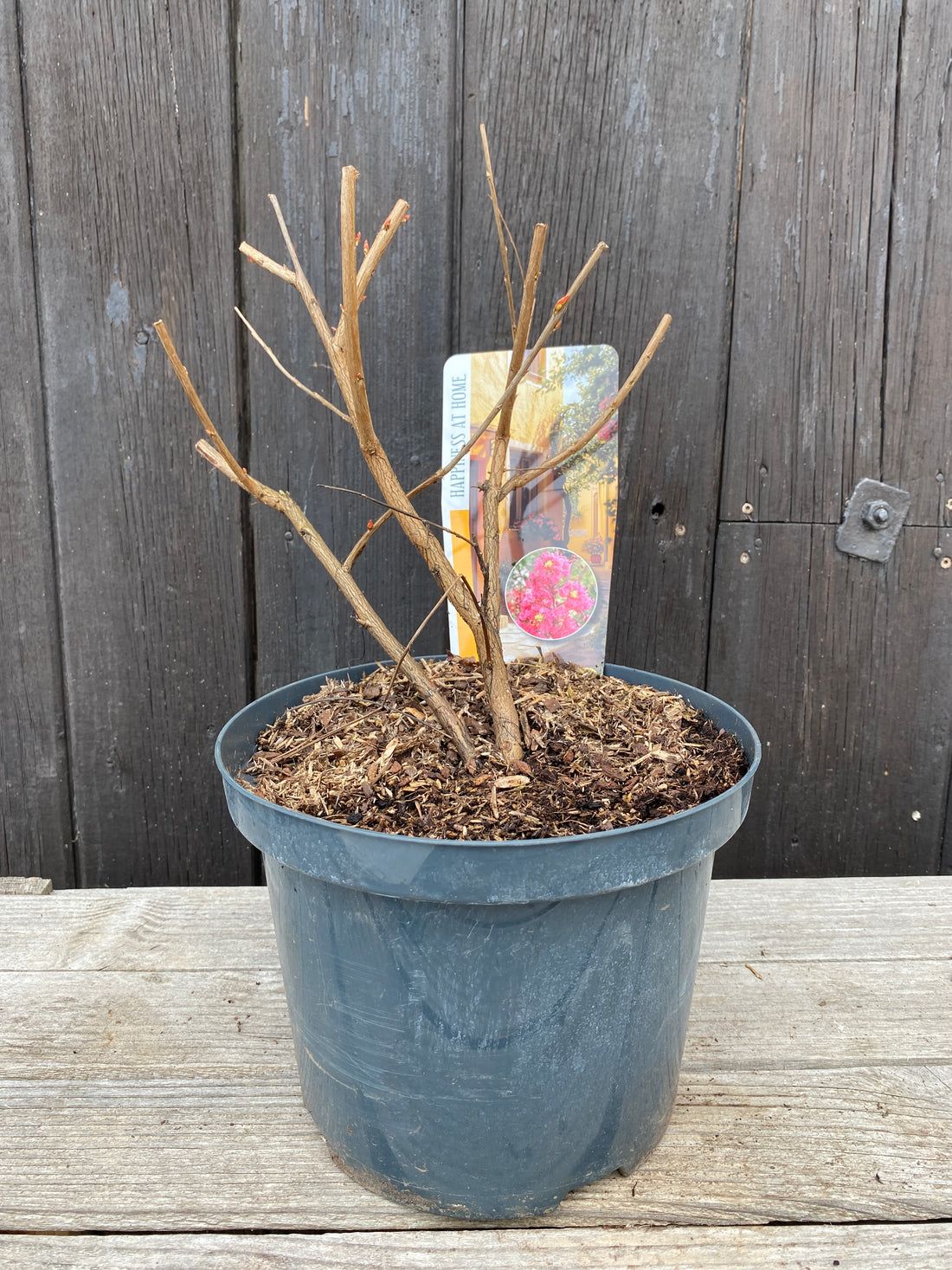 Lagerstroemia indica ‘Turenne’ - Kräuselmyrte, Kreppmyrte