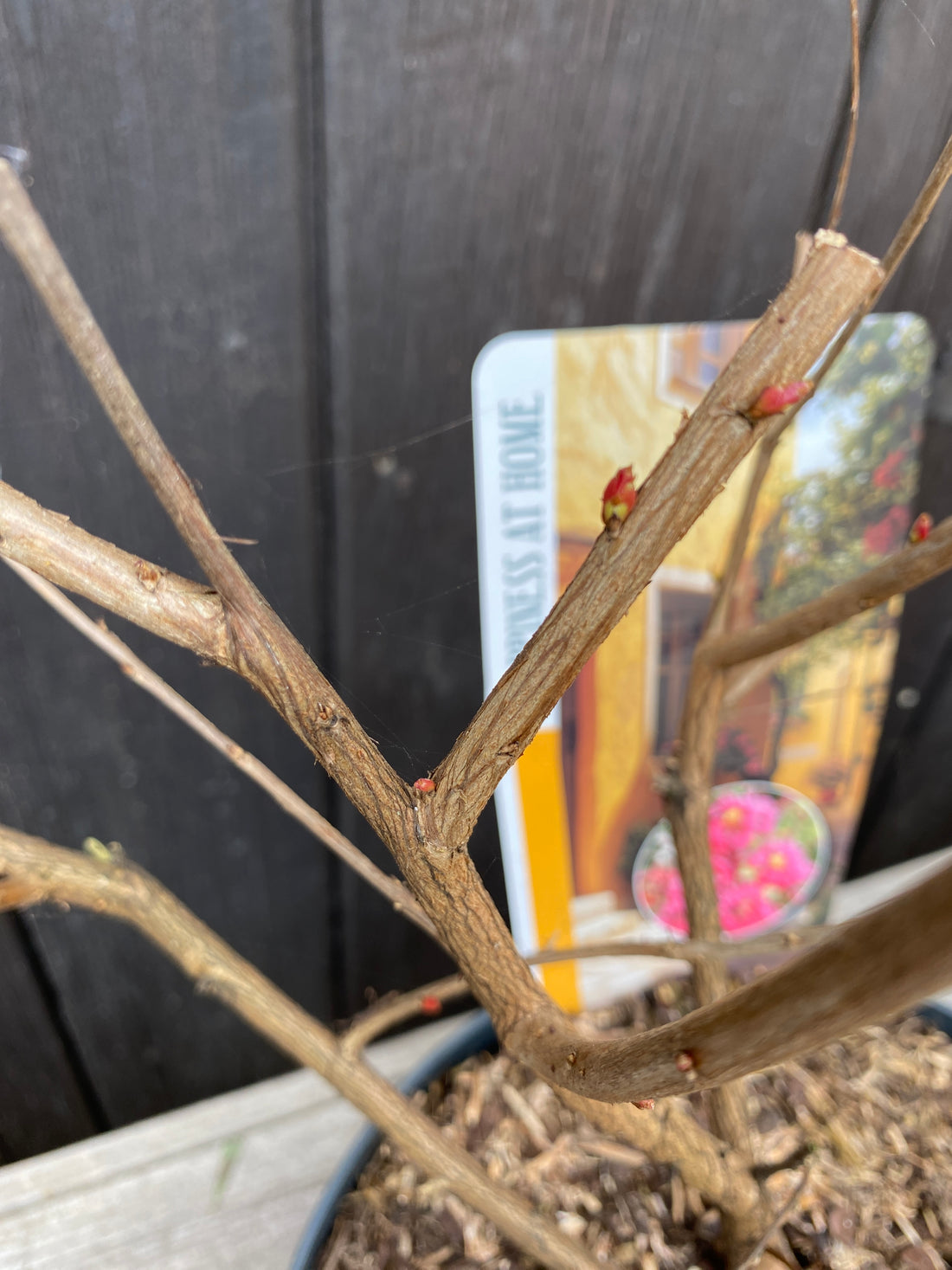Lagerstroemia indica ‘Turenne’ - Kräuselmyrte, Kreppmyrte