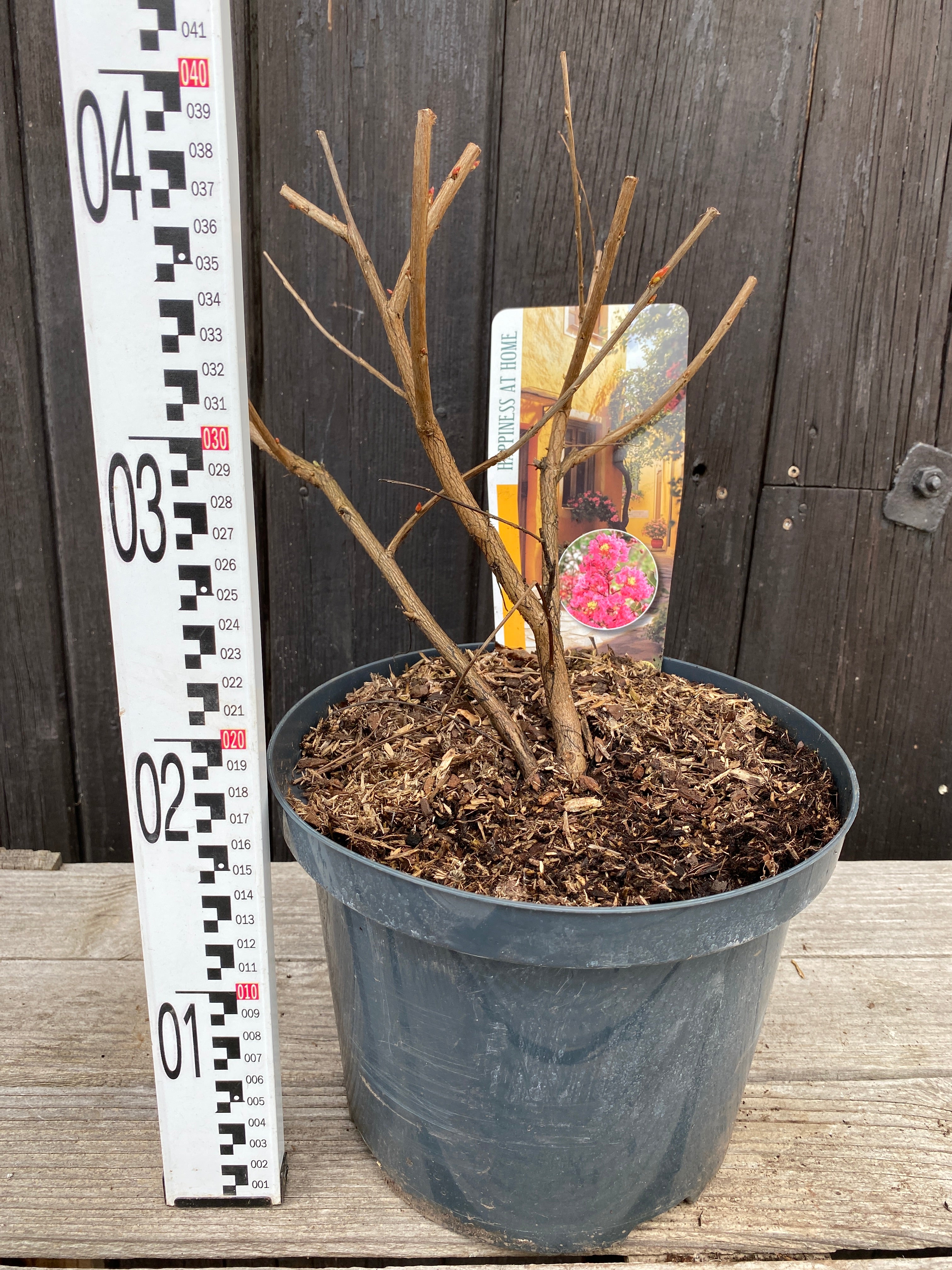 Lagerstroemia indica ‘Turenne’ - Kräuselmyrte, Kreppmyrte