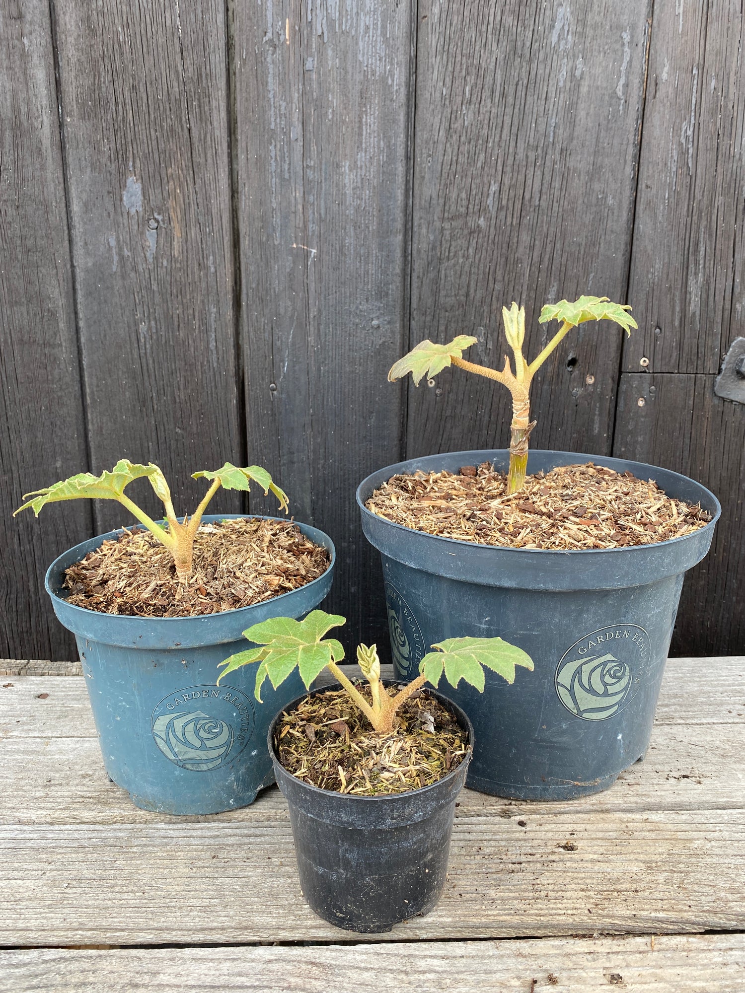 Tetrapanax papyrifer - Reispapierbaum