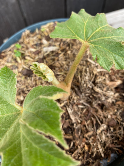 Tetrapanax papyrifer - Reispapierbaum