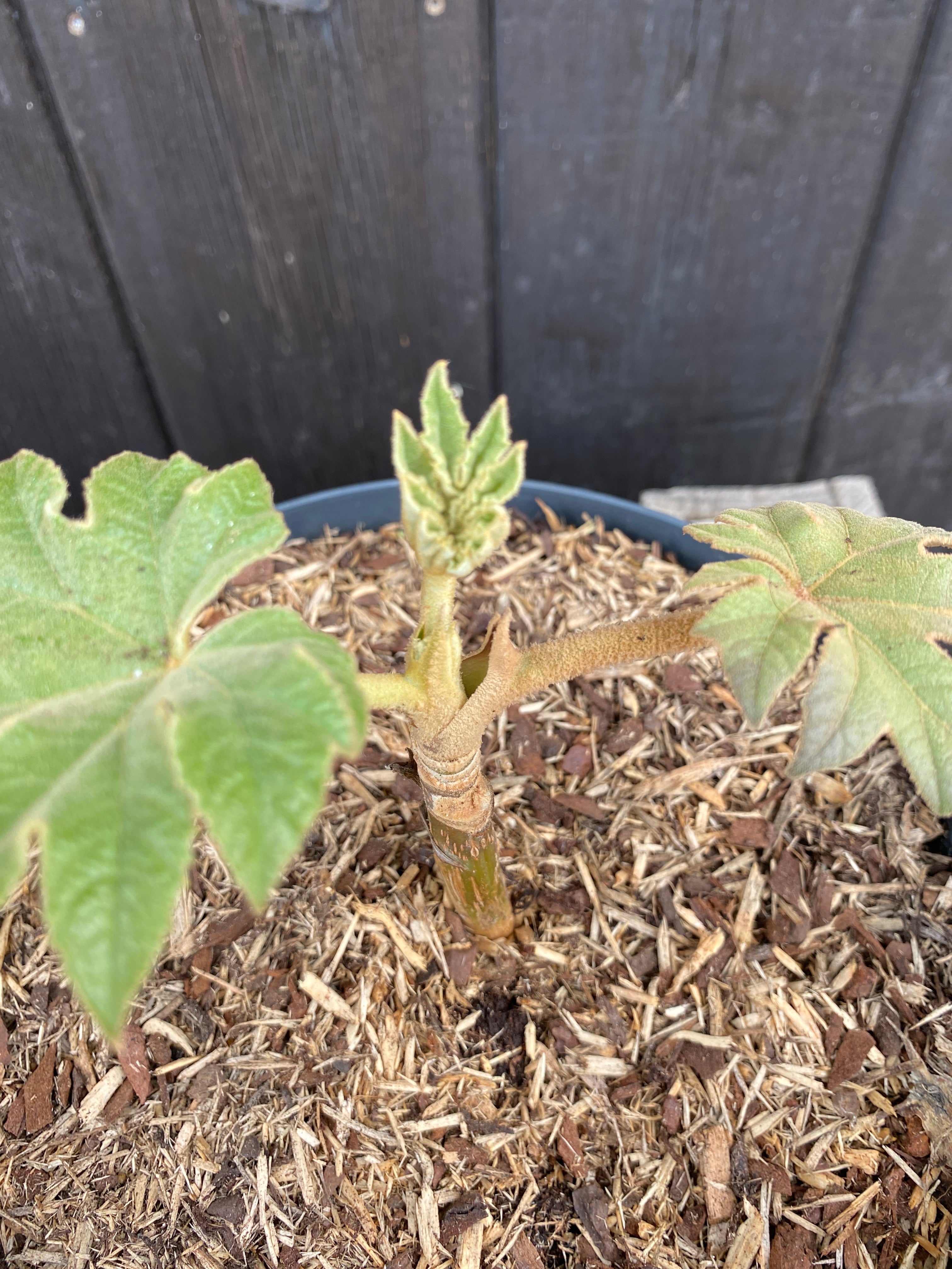 Tetrapanax papyrifer - Reispapierbaum