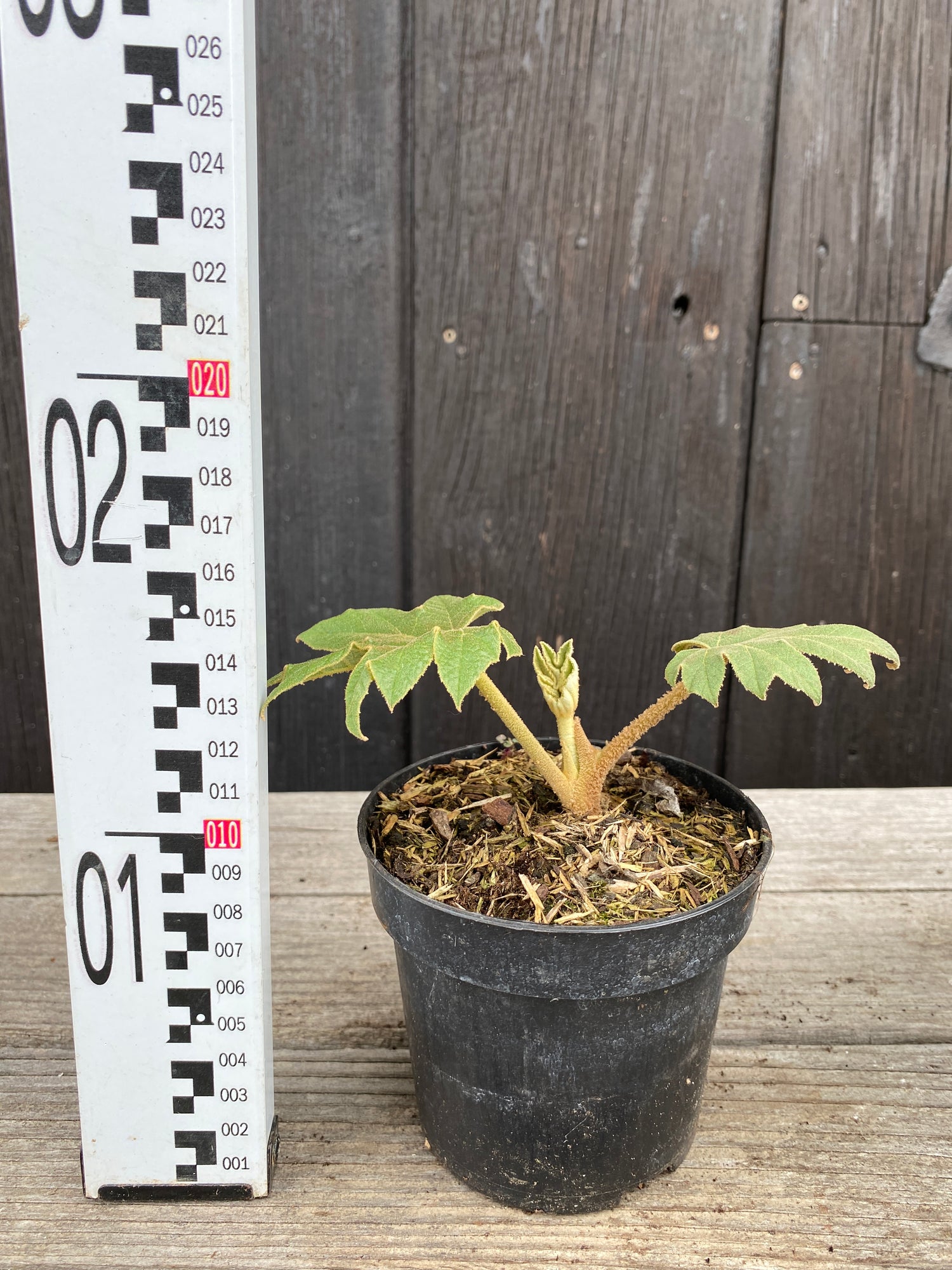 Tetrapanax papyrifer - Reispapierbaum