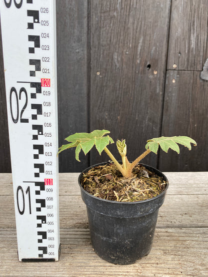 Tetrapanax papyrifer - Reispapierbaum