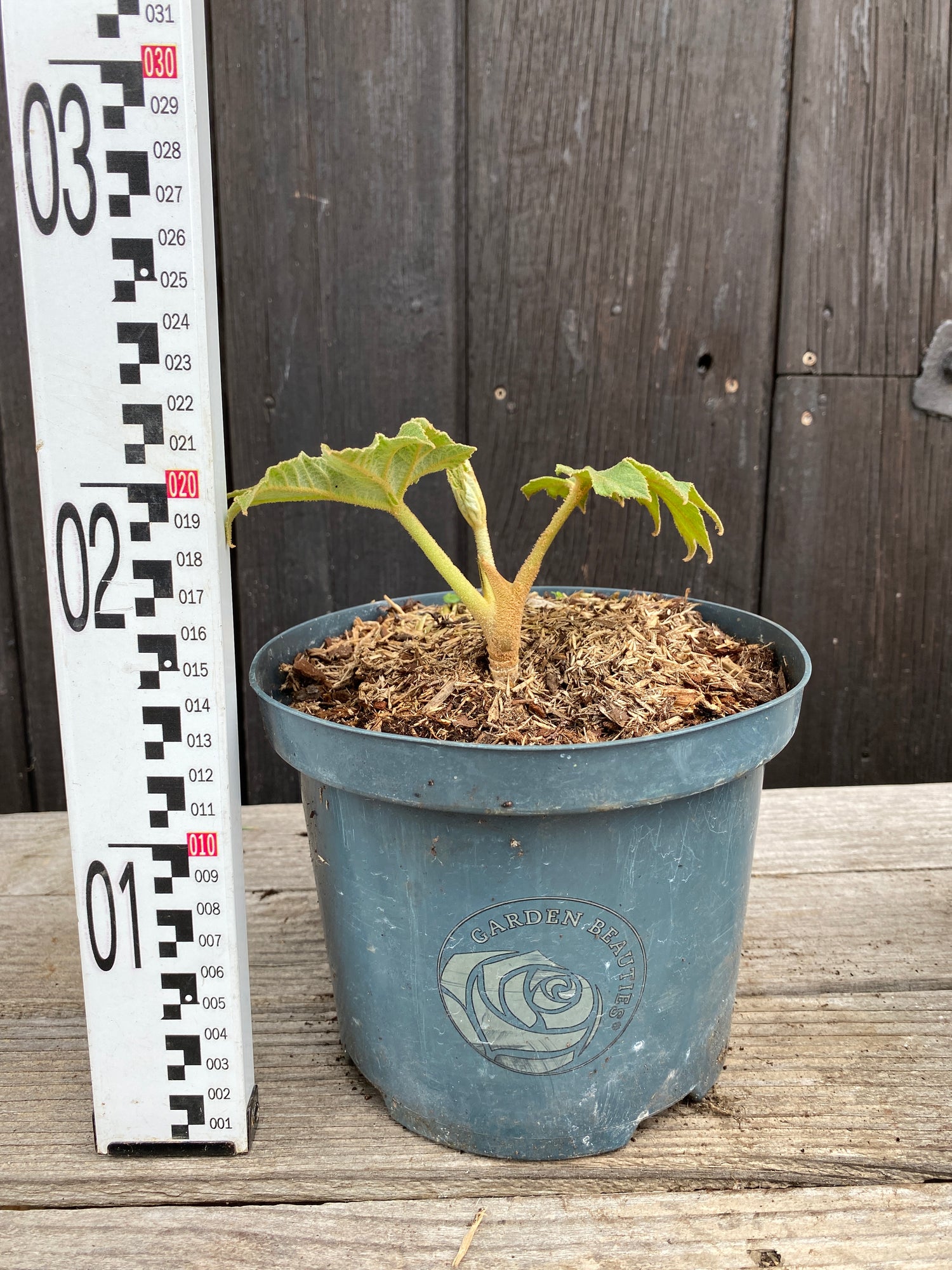 Tetrapanax papyrifer - Reispapierbaum
