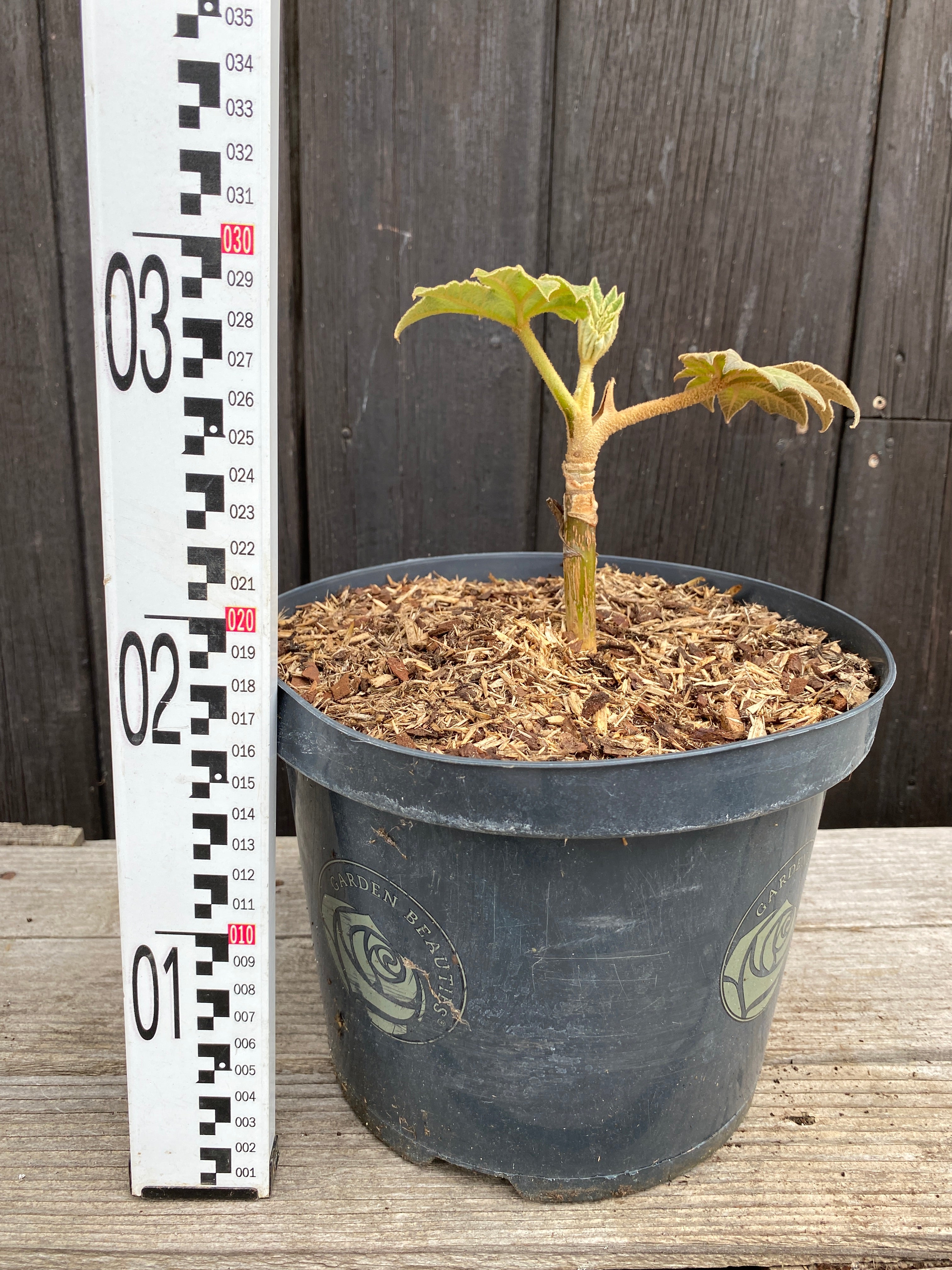 Tetrapanax papyrifer - Reispapierbaum