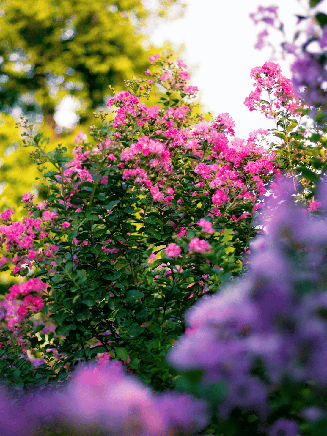 Lagerstroemia indica ‘Turenne’ - Kräuselmyrte, Kreppmyrte