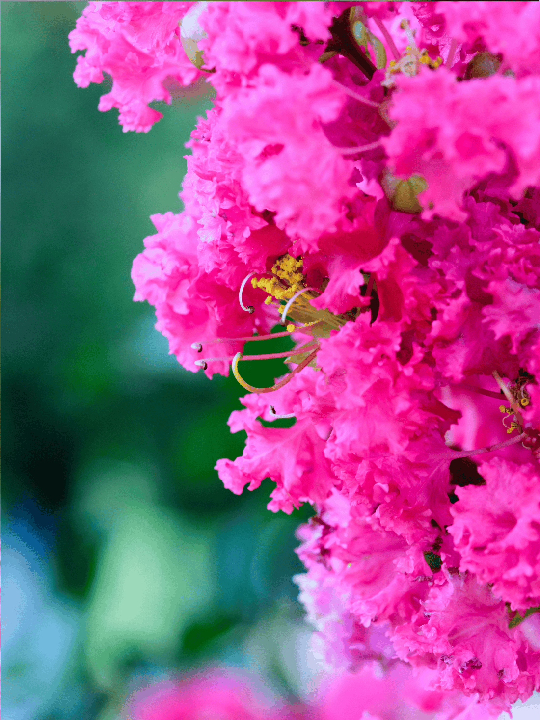 Lagerstroemia indica ‘Turenne’ - Kräuselmyrte, Kreppmyrte