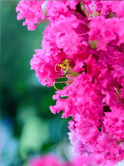Lagerstroemia indica ‘Turenne’ - Kräuselmyrte, Kreppmyrte