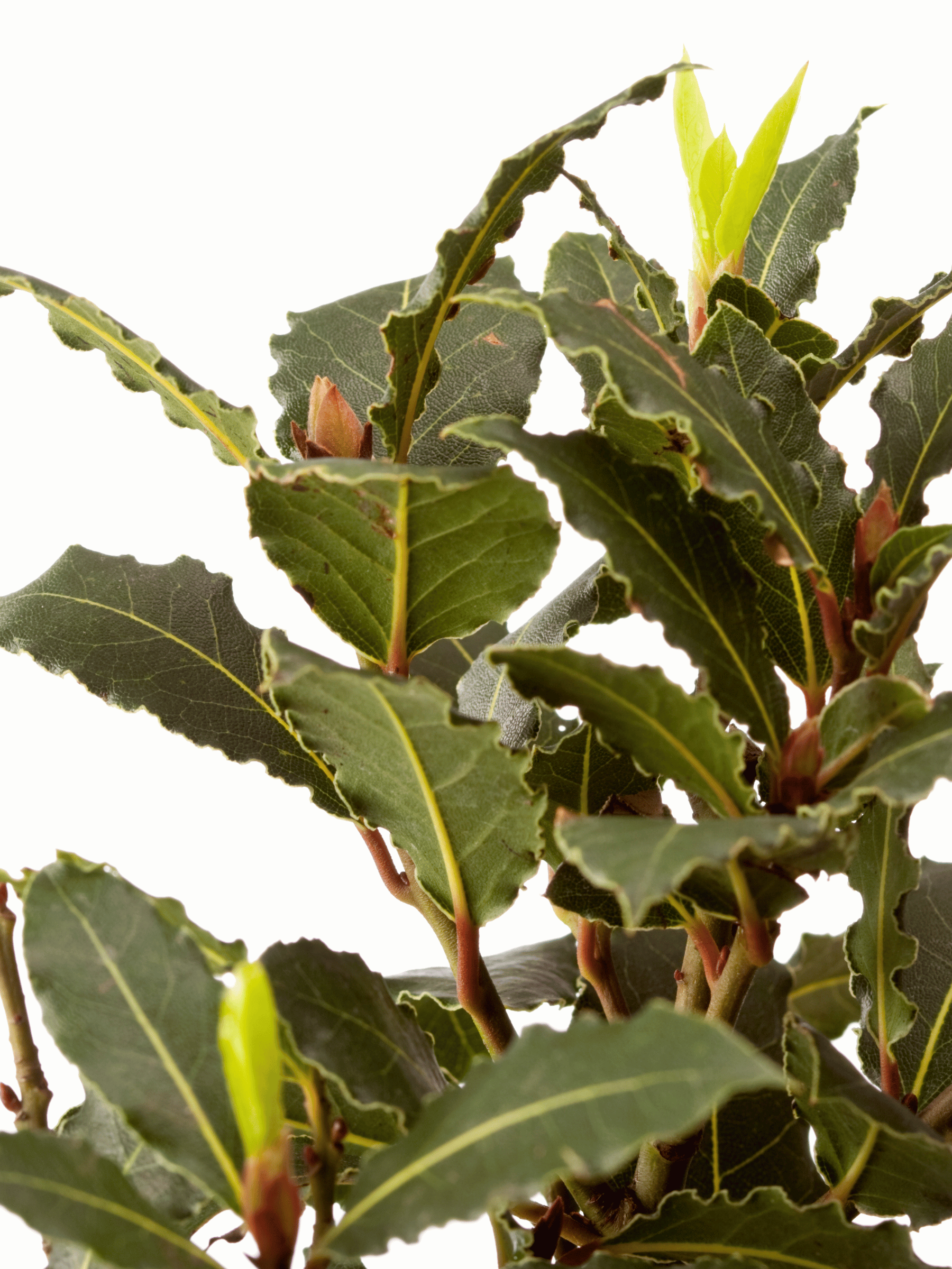 Laurus nobilis - Echter Chai-Lorbeer