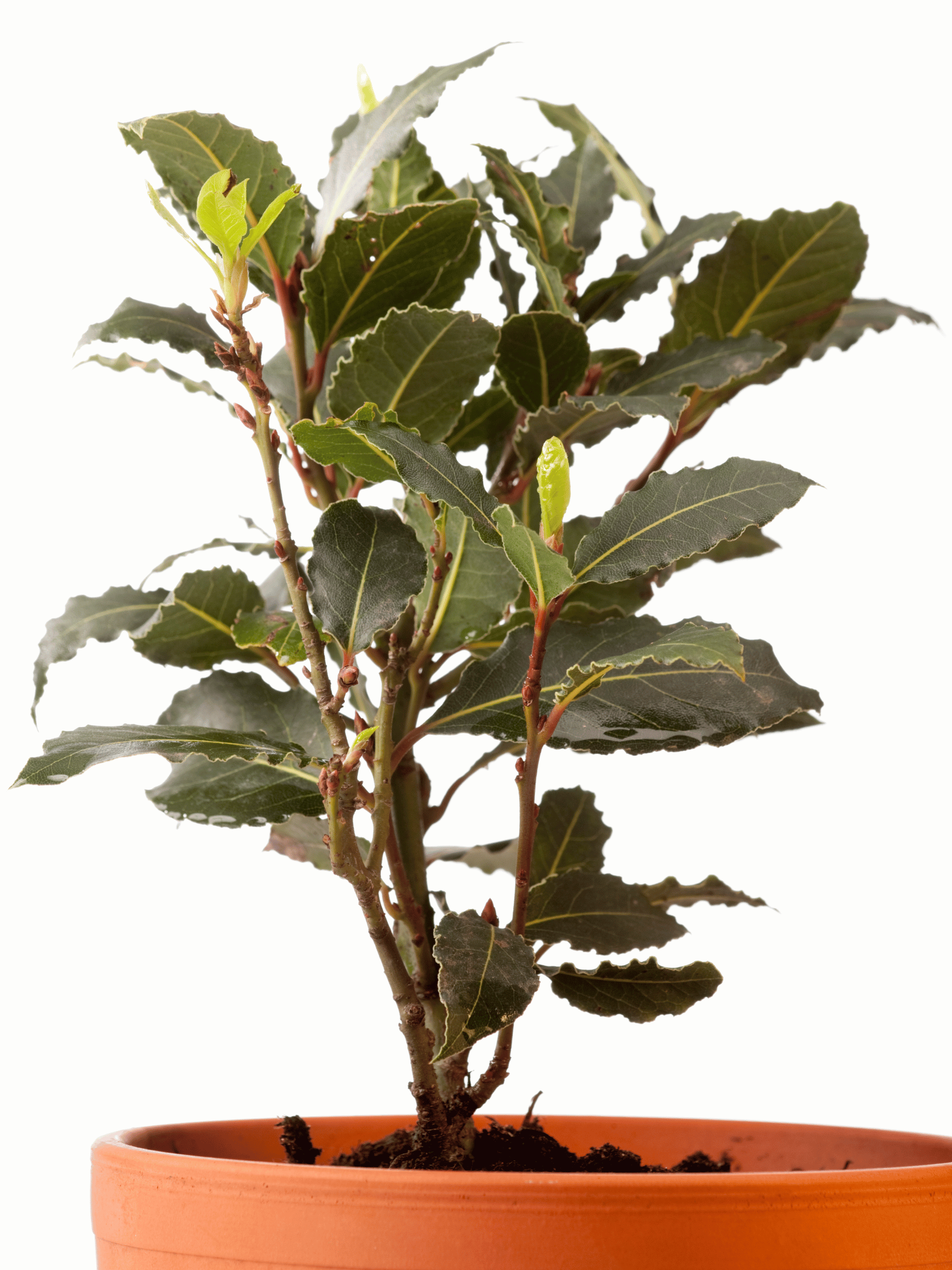 Laurus nobilis - Echter Chai-Lorbeer