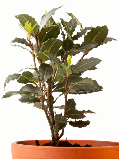Laurus nobilis - Echter Chai-Lorbeer