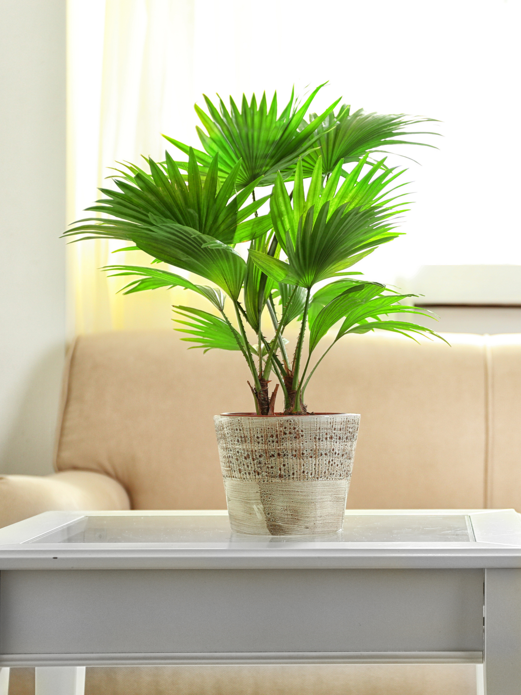Livistona chinensis - Chinesische Fächerpalme