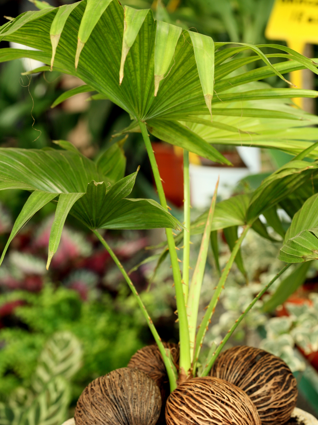 Livistona chinensis - Chinesische Fächerpalme