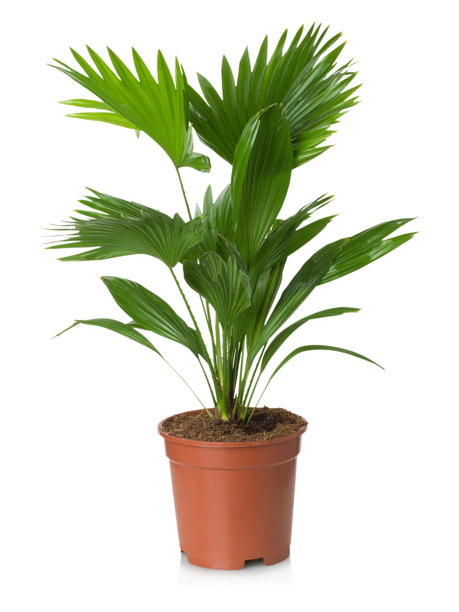 Livistona chinensis - Chinesische Fächerpalme